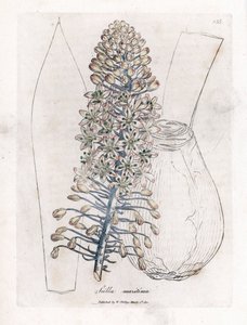 Havslök eller squill, Drimia maritima. Handfärgad kopparstick från en botanisk illustration av James Sowerby från William Woodville och Sir William Jackson Hookers "" Medical Botany", John Bohn, London av James Sowerby