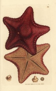 Sjöstjärna eller sjöstjärna, Hippasteria phrygiana (Asterias equestris?). Handkolorerad kopparstick av James Sowerby från The British Miscellany, eller färgade figurer av nya, sällsynta eller föga kända djurämnen. av James Sowerby