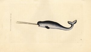 Havets enhörning eller narval, Monodon monoceros. Sällsynt exemplar med dubbla betar. Handkolorerad kopparstick av James Sowerby från The British Miscellany, eller färgade figurer av nya, sällsynta eller föga kända djurämnen. av James Sowerby