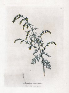 Havsmalört, Artemisia maritima. Handfärgad kopparstick från en botanisk illustration av James Sowerby från William Woodville och Sir William Jackson Hookers "" Medical Botany", John Bohn, London av James Sowerby