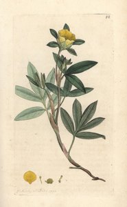 Buskig cinquefoil, Dasiphora fruticosa eller Potentilla fruticosa (Cinquefoil frutescente ou la cinquefoil shbustive) Handfärgad kopparstick efter en illustration av James Sowerby från James Smith