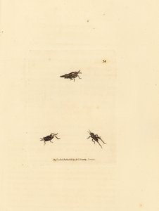 Smal gräshoppa, Tetrix subulata (AWL-formad akrydium, Acrydium subulatum). Handkolorerad kopparstick av James Sowerby från The British Miscellany, eller färgade figurer av nya, sällsynta eller föga kända djurämnen. av James Sowerby