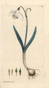 Snödroppe, Galanthus nivalis. Handkolorerad kopparstick efter en illustration av James Sowerby från James Smith