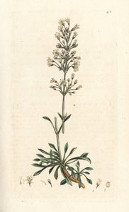 Spansk fångfluga, Silene otites (spansk campion, Cucubalus otites) (silene och små blad) Handfärgad kopparstick efter en illustration av James Sowerby från James Smith