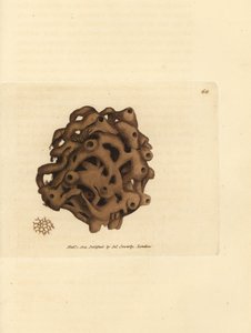 Svamp, Haliclona cinerea (Annullerad svamp, Spongia cancellata). Handkolorerad kopparstick av James Sowerby från The British Miscellany, eller färgade figurer av nya, sällsynta eller föga kända djurämnen. av James Sowerby