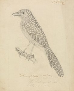 Fläckryggad myrshike av James Sowerby