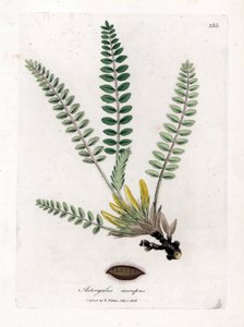 Stemless Astragalus - Stemless milkvetch, Astragalus excapus. Handfärgad kopparstick från en botanisk illustration av James Sowerby från William Woodville och Sir William Jackson Hookers "" Medical Botany", John Bohn, London av James Sowerby