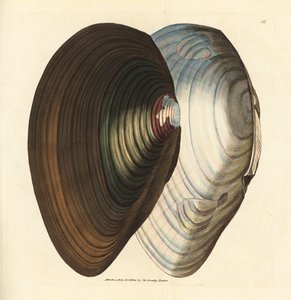 Svanmussla, Anodonta stagnalis (Mytilus stagnalis). Handkolorerad kopparstick av James Sowerby från The British Miscellany, eller färgade figurer av nya, sällsynta eller föga kända djurämnen. av James Sowerby