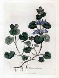 Terrestrial Ivy - Markmurgröna, Glecoma hederacea. Handfärgad kopparstick från en botanisk illustration av James Sowerby från William Woodville och Sir William Jackson Hookers "" Medical Botany,"" John Bohn, London av James Sowerby