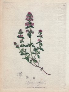 Timjan (Thymus vulgaris). Handfärgad koppargravering från en illustration av James Sowerby. Utdrag från boken av William Woodville och Sir William Jackson Hooker “” Botanique Medicineal ”” 1832. Den outtröttliga Sowerby (1757-1822) drog mer än 2500 PL av James Sowerby