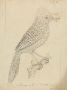 Tufted myrtorn av James Sowerby