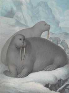  av James Sowerby