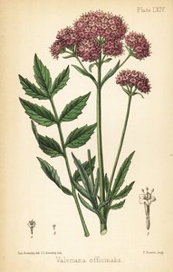 Valeriana, Valeriana officinalis. Handfärgad litografi av Charlotte Caroline Sowerby efter en illustration av James Sowerby från Edward Hamiltons Flora Homeopathica, Bailliere, London