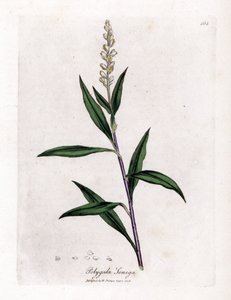 Virginia polygale eller mjölkgräs - Senega, Polygala senega. Handfärgad kopparstick från en botanisk illustration av James Sowerby från William Woodville och Sir William Jackson Hookers "" Medical Botany", John Bohn, London av James Sowerby