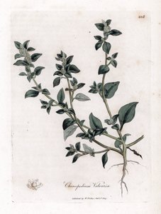 Vuvaire - Stinkande gåsfot, Chenopodium vulvaria. Handfärgad kopparstick från en botanisk illustration av James Sowerby från William Woodville och Sir William Jackson Hookers "" Medical Botany", John Bohn, London av James Sowerby