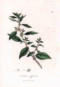 Väggpellitory, Parietaria officinalis. Handfärgad kopparstick från en botanisk illustration av James Sowerby från William Woodville och Sir William Jackson Hookers "" Medical Botany", John Bohn, London av James Sowerby