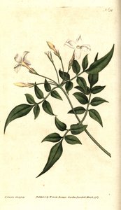 White Jasmine (eller Jasmine officinal) - Vanlig jasmin eller jessamin, Jasminum officinale. Handkolorerad kopparstick och botanisk illustration av James Sowerby från William Curtis