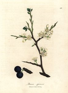 Vit blomma och blå bär av slånbärsträdet, Prunus spinosa av James Sowerby