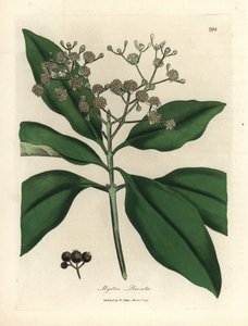 Vitblommigt kryddträd, Myrtus pimenta av James Sowerby