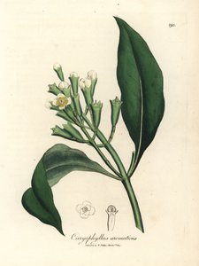 Vitblommigt kryddnejlika kryddträd, Caryophyllus aromaticus av James Sowerby