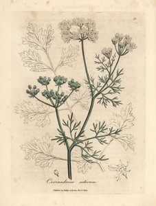 Vitblommig koriander, Coriandrum sativum av James Sowerby