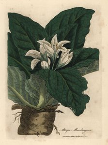 Vitblommig mandrake, Atropa mandragora av James Sowerby