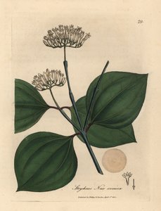 Vitblommig giftnöt, Strychnos nux vomica av James Sowerby