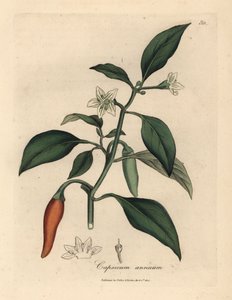 Vitblommig, scharlakansröd guineapeppar, Capsicum annuum av James Sowerby
