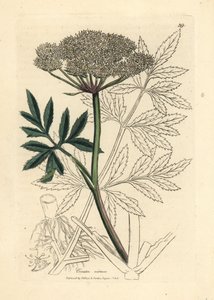 Vitblommig vattenhöna, Cicuta virosa av James Sowerby