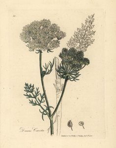 Vitblommig vild morotsväxt, Daucus carota av James Sowerby