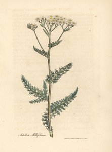 Vitblommig rölleka eller milfoil, Achillea millefolium av James Sowerby