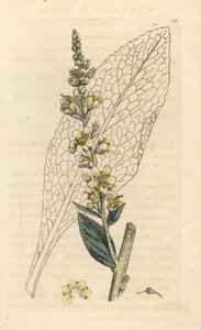 Vit mullein, Verbasum lychnitis (molene) Handfärgad kopparstick efter en illustration av James Sowerby från James Smith