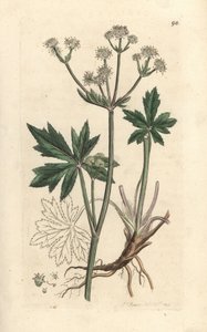 Träsanikel, Sanicula europaea. Handkolorerad kopparstick efter en illustration av James Sowerby från James Smith