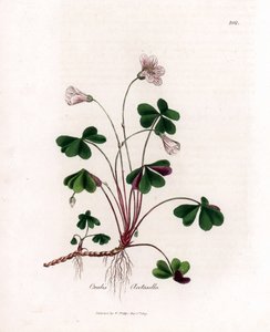 Vedsyra eller träoxalid - Woodsorrel, Oxalis acetosella. Handfärgad kopparstick från en botanisk illustration av James Sowerby från William Woodville och Sir William Jackson Hookers "" Medical Botany", John Bohn, London av James Sowerby