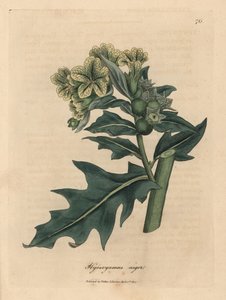 Gulblommig svart höna, Hyoscyamus niger av James Sowerby