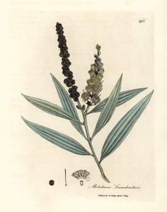 Gulblommigt cajeputträd, Melaleuca leucadendron av James Sowerby