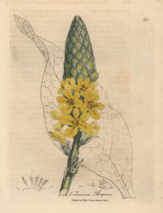 Gulblommig stor bredbladig mullein, Verbascum thapsus av James Sowerby