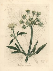 Gulblommig libbsticka, Ligusticum levisticum av James Sowerby