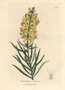 Gulblommig snapdragon, Antirrhinum linaria
