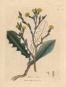 Gulblommig vildsallat, Lactuca virosa
