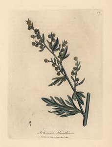 Gulblommig malört, Artemisia absinthium