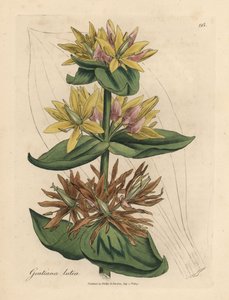 Gul gentiana, Gentiana lutea av James Sowerby