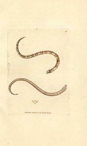 Ung slät orm, Coronella austriaca (Dumfriesshire orm, Coluber dumfrisiensis). Handkolorerad kopparstick av James Sowerby från The British Miscellany, eller färgade figurer av nya, sällsynta eller föga kända djurämnen. av James Sowerby