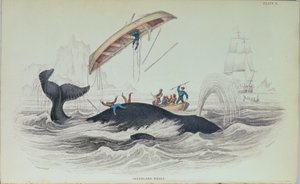 Greenland Whale, bokillustration graverad av William Home Lizars (1788-1859) av James Stewart