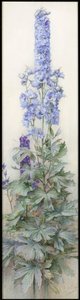 Delphiniums, ca 1920