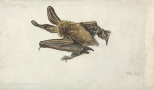 A Bat (penna och akvarell på papper) av James Ward