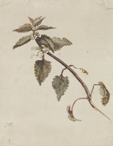 En folierad gren av James Ward