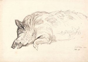 Ett vildsvin, sovande eller död, 1814 av James Ward