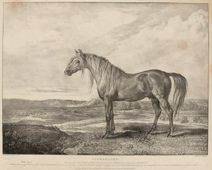 "Köpenhamn Hästen red av hertigen av Wellington i slaget vid Waterloo, föddes upp av general Grosvenor", ca 1824 (litografi)