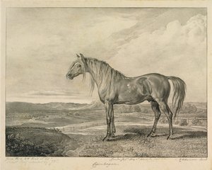 Köpenhamn, från "Celebrated Horses", en serie på fjorton tävlingsbilder som konstnären publicerade 1823-24. av James Ward